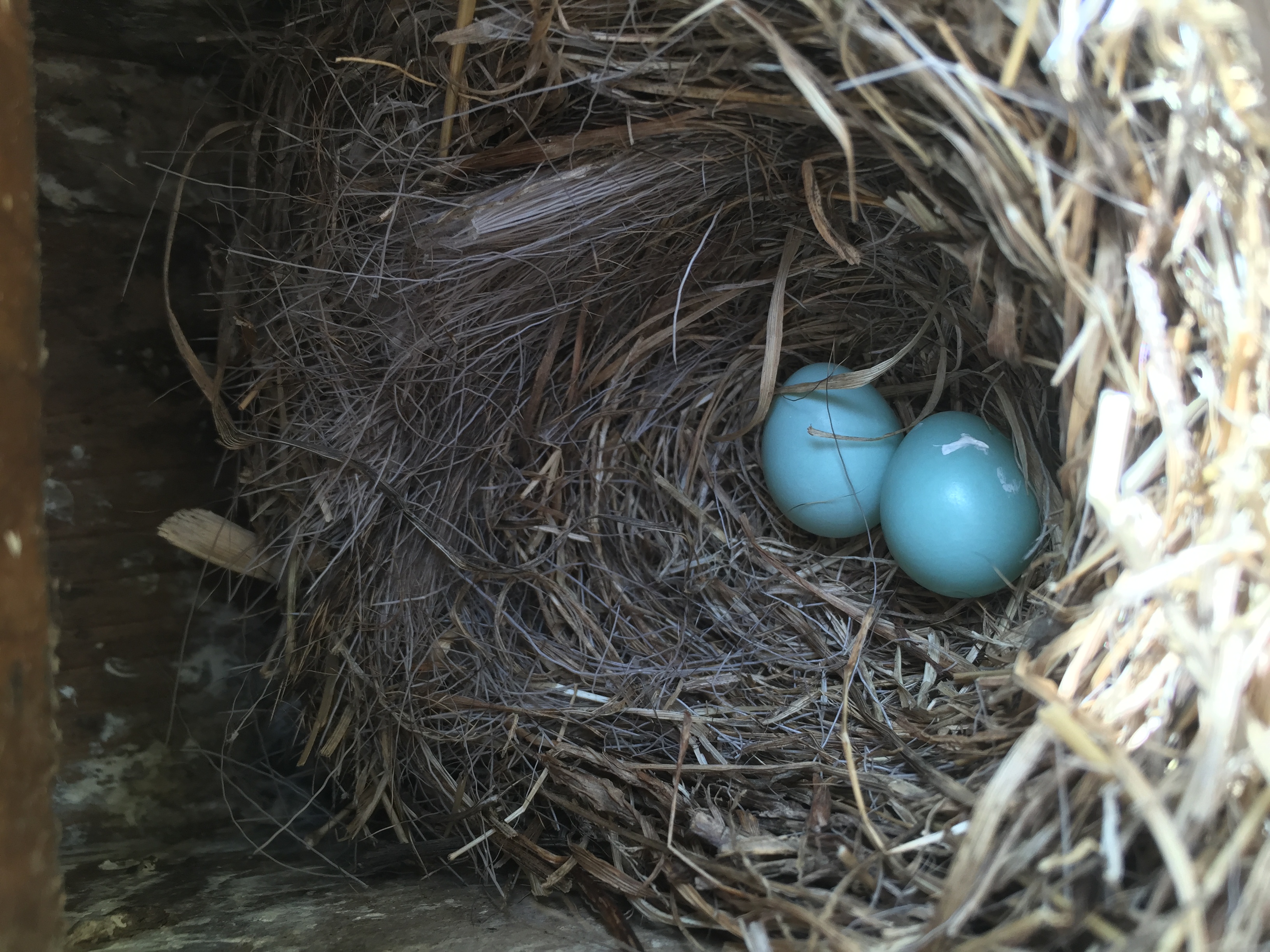 Bluebird eggs found in nest while monitoring boxes 2016