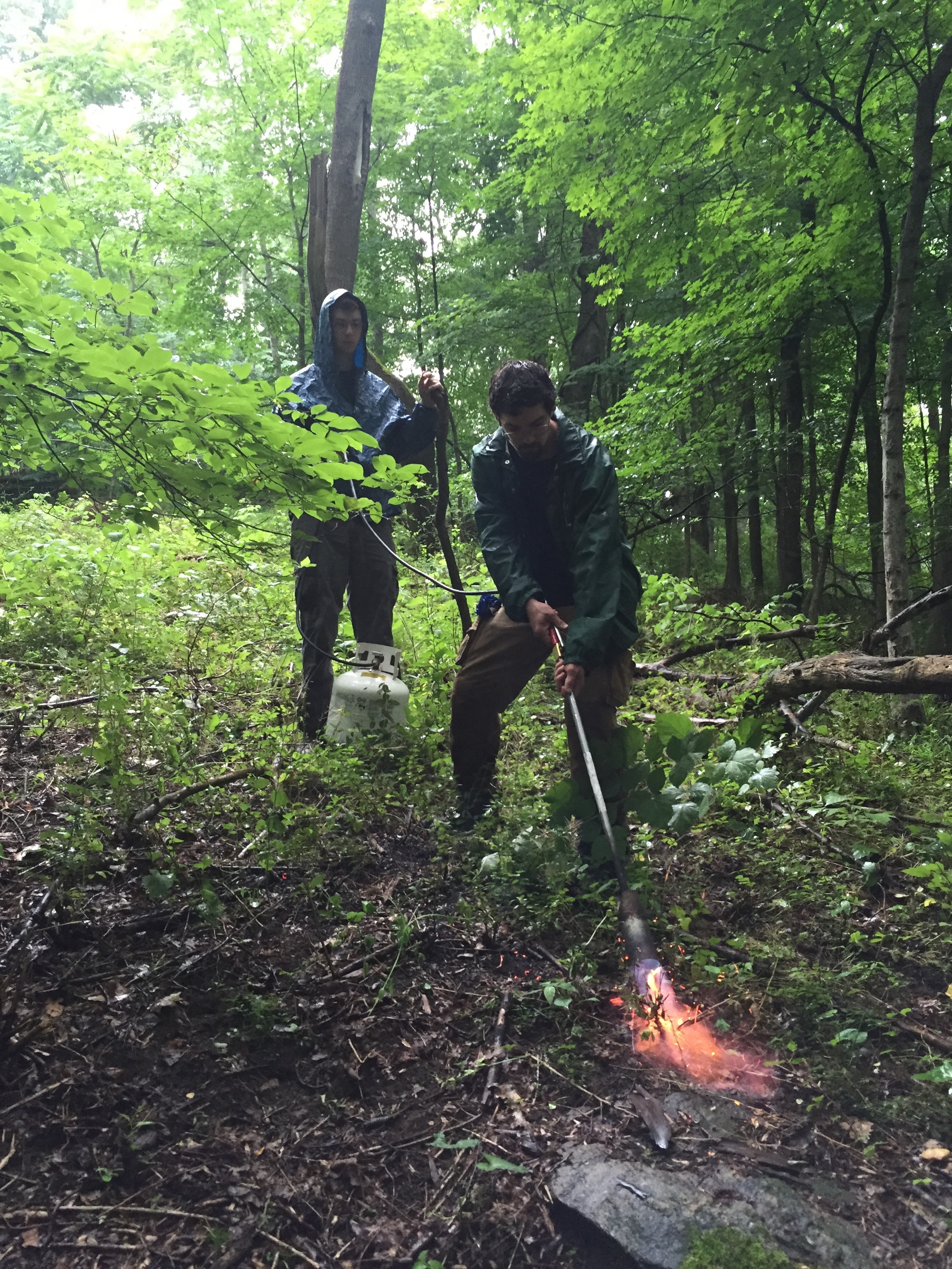 Flame treating barberry stumps in 2017
