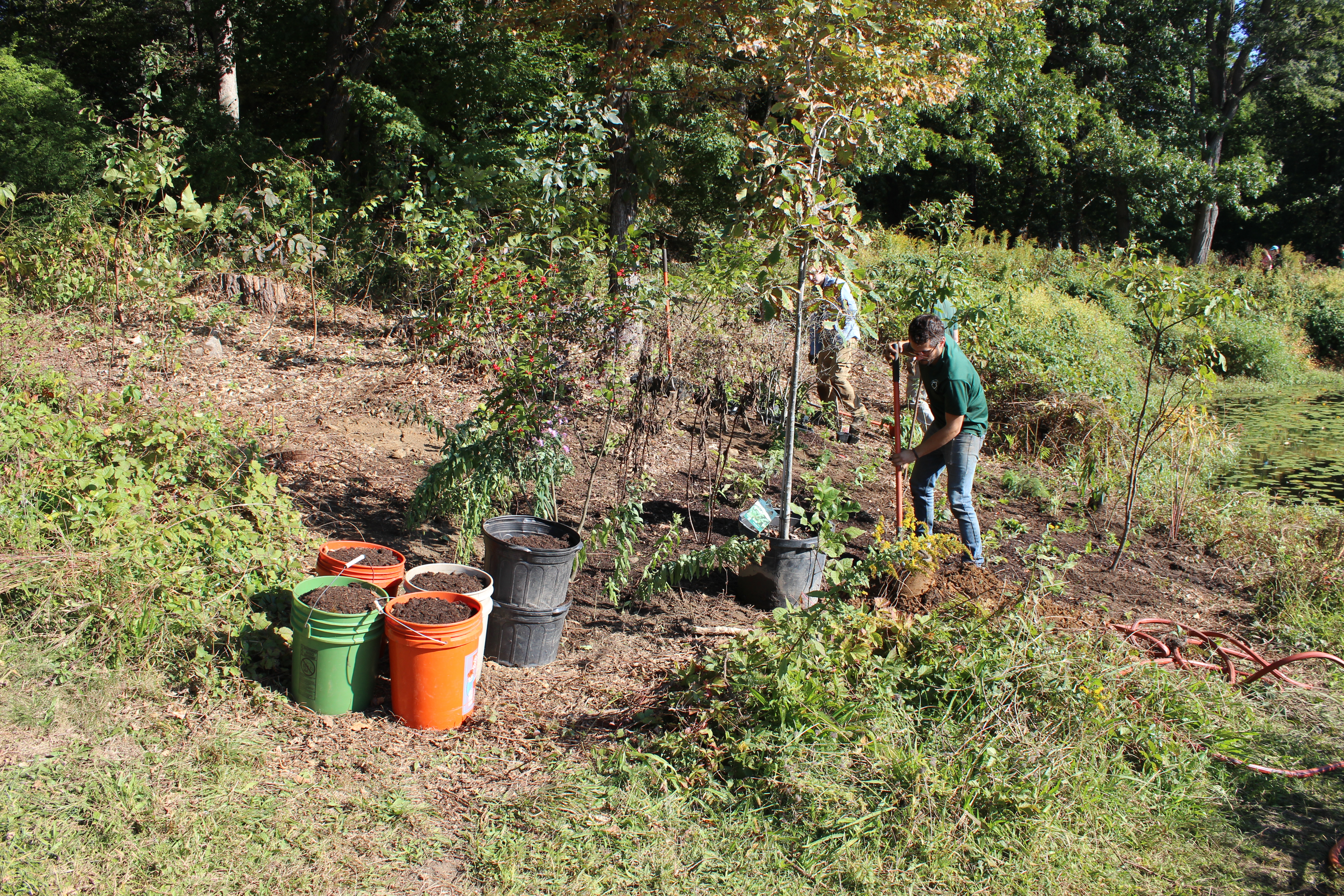 Planting native plants after invasive removal in 2017